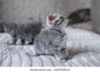 Small british shorthair cat in room. Cute kitten sitting on blanket. Pet concept. - Shutterstock ID 2269928215
