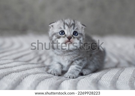 Small british shorthair cat in room. Cute kitten sitting on blanket. Pet concept.