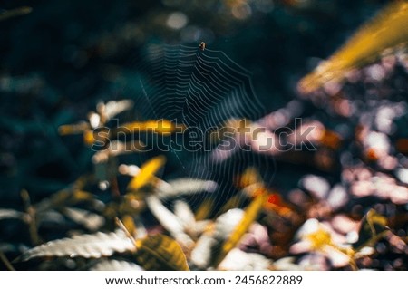 Similar – texture of the bark of a tree in nature close up