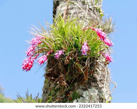 Small bromeliads. Mini bromeliads (Tillandsia stricta) living on a palm tree trunk against a blue sky. Bromeliad is an air plant and need only water to survive.   