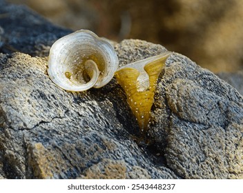Small brown algae Peacock tail (Padina pavonica) close-up on rocks, Mediterranean Sea. Selective focus