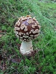 Small Brown Amanita Regalis Mushroom