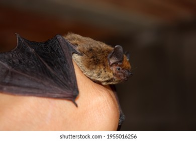 Small Brown Bat Mammal On A Human Hand