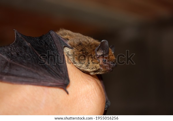 Small brown bat mammal\
on a human hand