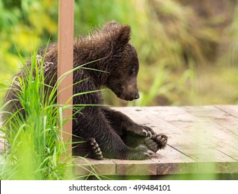 Small brown bear on bridge fence to account for fish. Kurile Lake in Southern Kamchatka Wildlife Refuge.