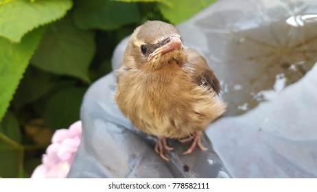 Small brown bird 