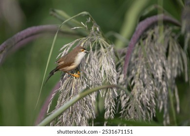 A small brown bird with a long tail and orange legs perches on a tall grass blade, its orange eye ring visible against the green and brown background. - Powered by Shutterstock