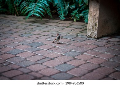 Small brown bird on the path in the tropical greenhouse