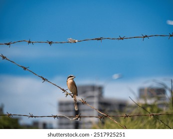 A small brown bird perches on a barbed wire fence against a backdrop of blurred city buildings and greenery, framed by a bright blue sky. - Powered by Shutterstock