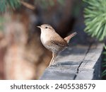 A small brown bird with its tail sticking up sitting on the fence with the sun shining on the bird. The bird is Eurasian wren (Troglodytes troglodytes).