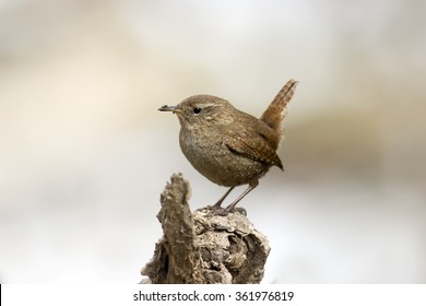 A Small Brown Bird The Wren On The Tree Roots