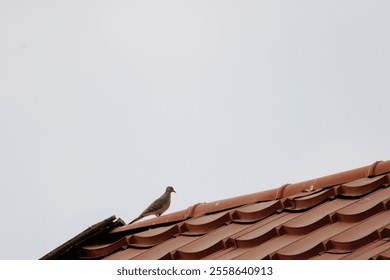 A small brown bird zebra dove (Geopelia striata) perched on a red-tiled roof under a clear sky. Perfect wildlife shot showcasing a calm, urban environment with nature. - Powered by Shutterstock