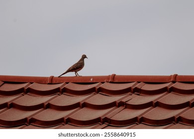 A small brown bird zebra dove (Geopelia striata) perched on a red-tiled roof under a clear sky. Perfect wildlife shot showcasing a calm, urban environment with nature. - Powered by Shutterstock