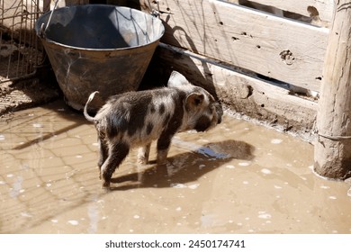 
Small brown and black spotted pig with curly tail in farm pigsty. Farm animals. swine industry. Domestic animal.