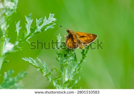 Small brown butterfly  (Ochlodes sylvanus) resting on a nettle plant..