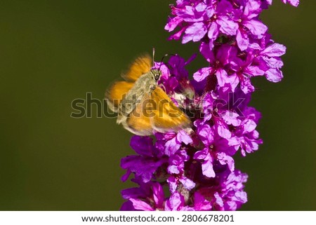Small brown butterfly  (Ochlodes sylvanus ) is landing on Lythrum salicaria