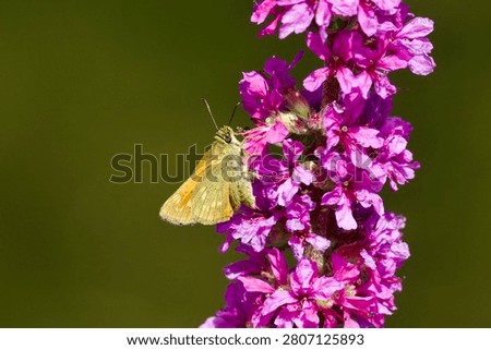 Small brown butterfly (Ochlodes sylvanus ) sucks nectar from Lythrum flower.