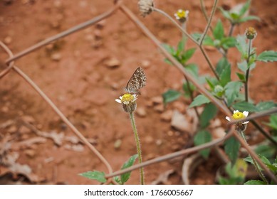 Small Brown Butterfly With White Details On The Wings, Perched On A Small Yellow Spoon And Small White Petals.  You Can Also See Reddish Soil In The Background, Branches With More Flowers And Leaves