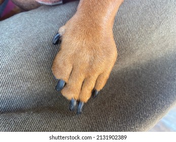 Small brown dachshund dog paw 2