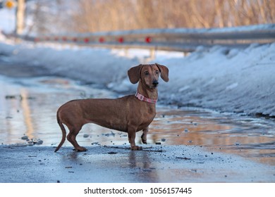 small brown dachshund miniature - Shutterstock ID 1056157445