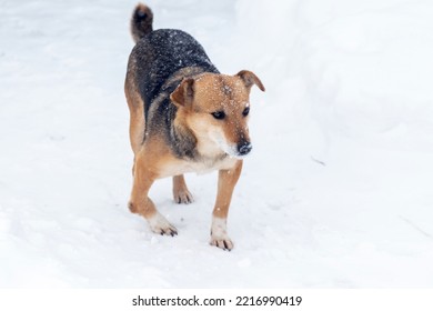 A Small Brown Dog With A Damaged, Broken Leg On The Snow In Winter