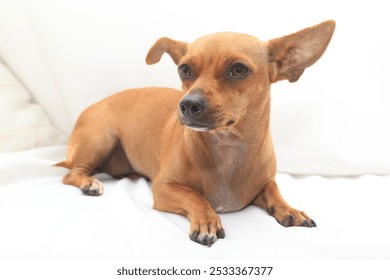 A small, brown dog with large ears lies on a white sheet. Its body is elongated, and its eyes are fixed on something unseen. - Powered by Shutterstock