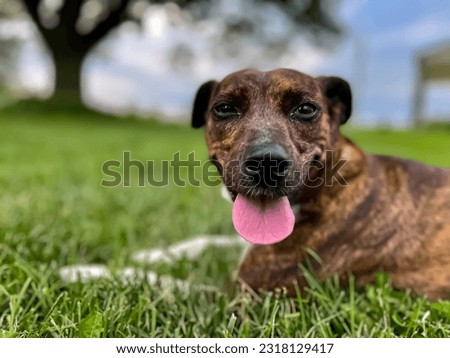 Small brown dog looking at camera, panting with its tongue hanging out, and lying on a grassy field with a big tree in the background on a farm
