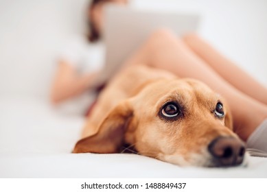 Small Brown Dog Lying On The White Bed By The Girl Using Laptop In The Morning And Looking Up