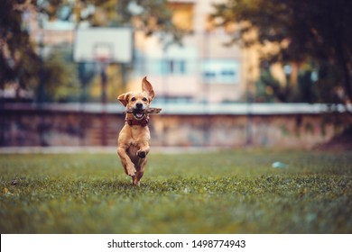 Small brown dog wearing red collar running on the grass
