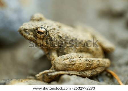 A small brown Eiffinger's tree frog (Kurixalus eiffingeri) perches in a wetland, staring intently at the camera with its large golden eyes. New Taipei City, Taiwan.