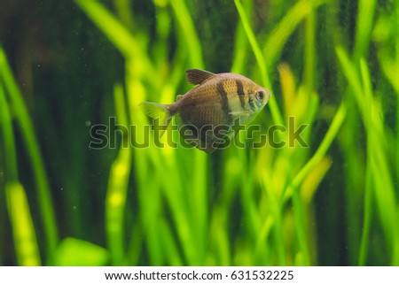 A small brown fish in the aquarium.