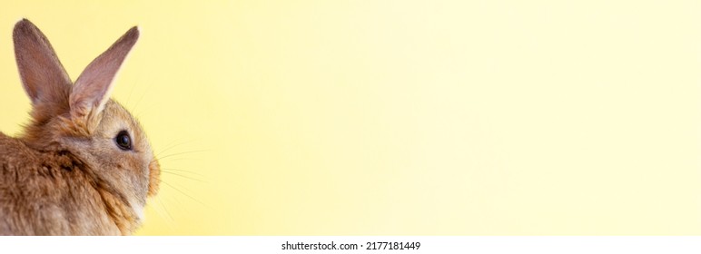 Small Brown Fluffy Easter Bunny With Big Ears And White Whiskers On Pastel Yellow Background With Copy Space, Photo Banner. Concept For Spring Holidays