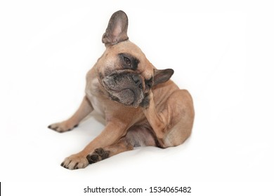 Small Brown French Bulldog Dog With Skin Allergies Scratching Head In Front Of White Background