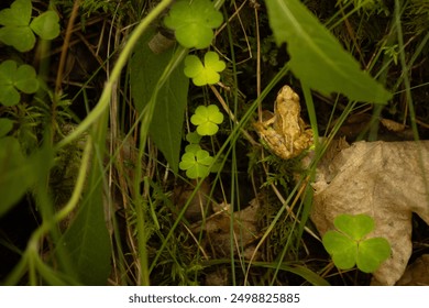 A small brown frog camouflaged among lush green leaves and foliage on the forest floor. The frog blends seamlessly with its natural surroundings, emphasizing the beauty and intricacy of nature. - Powered by Shutterstock