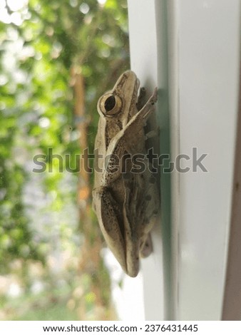 A small brown frog relaxing behind a glass window