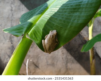 a small brown frog resting on a green leaf of a banana plant. The frog is positioned in the middle of the leaf, blending with its natural surroundings. - Powered by Shutterstock