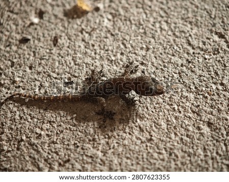 Small Brown Gecko Crawling on Rough Concrete Surface in Natural Light.