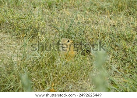 Small brown gopher looking at the camera 