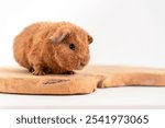 A small brown guinea pig perched atop a wooden board against a clean white background