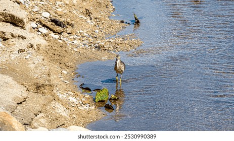 small brown heron stands in shallow water near a rocky shore, with green algae and a sandy beach in the background. - Powered by Shutterstock