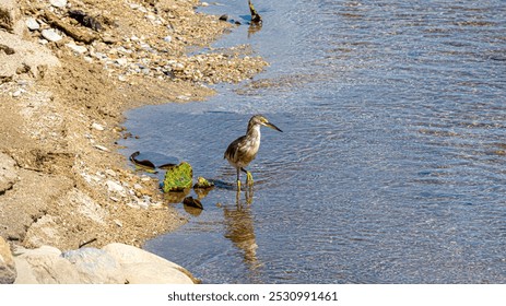 small brown heron with yellow legs stands in shallow water near a rocky shore, with  sandy beach in the background. - Powered by Shutterstock