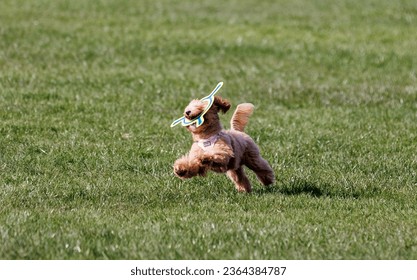A small brown Irish Soft-Coated Wheaten Terrier playing with a toy in a lush green field - Shutterstock ID 2364384787