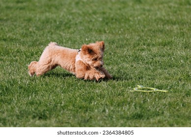 A small brown Irish Soft-Coated Wheaten Terrier in a lush green field - Shutterstock ID 2364384805