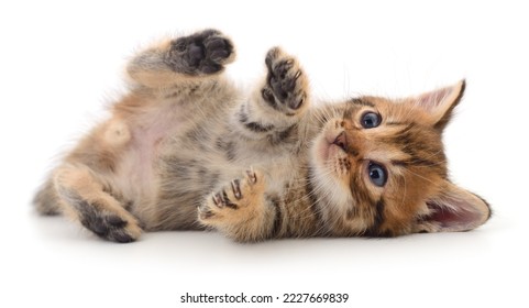 Small brown kitten isolated on white background. - Shutterstock ID 2227669839