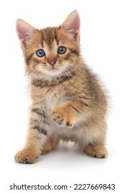 Small brown kitten isolated on white background. - Shutterstock ID 2227669843
