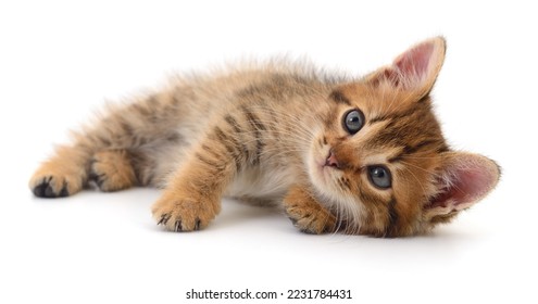 Small brown kitten isolated on white background. - Shutterstock ID 2231784431