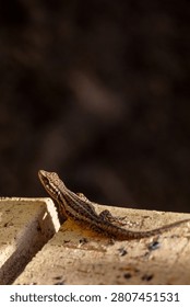 Small Brown Lizard Basking in Sunlight on Stone with Dark Background
