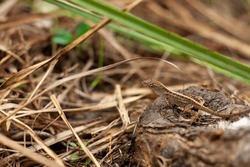 Small Brown Lizard Closeup Nature Photo In Florida's Everglades Surrounded By Soft Focus Grass.