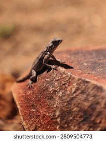 A small brown lizard perched on a sunlit rock in a desert environment.