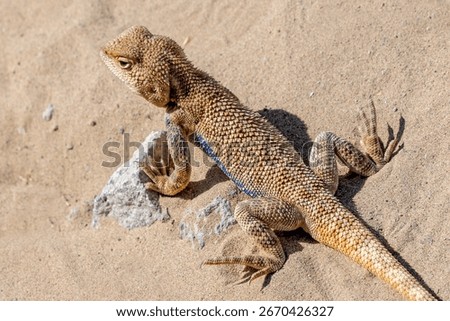 Small brown lizard resting on warm sand in the desert, basking in sunlight near a rock, thriving in its arid habitat